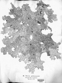 Lobaria pulmonaria image